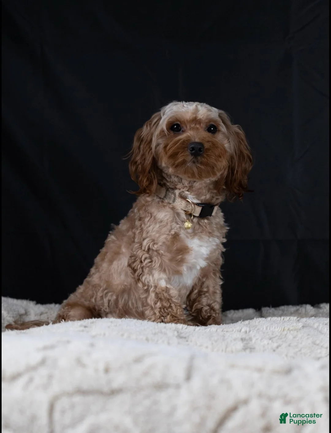 Maltipoo dogs for sale: Chocolate - Ad 1