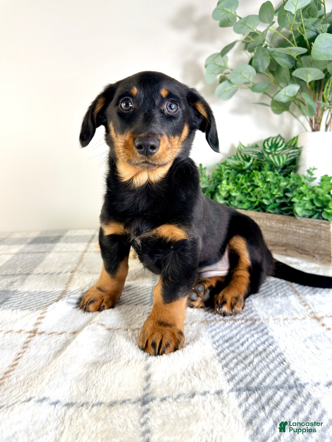 Mixed Breed dogs for sale: Dalton - Ad 2