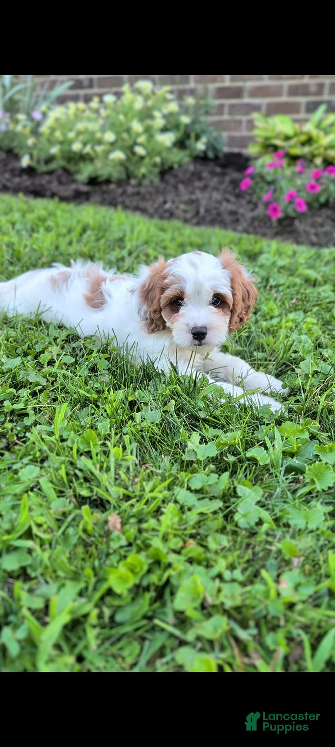 Cavapoo dogs for sale: Marlow - Ad 3