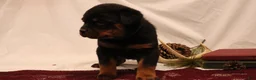 Rottweiler dogs for sale: Aubrey - Ad 4
