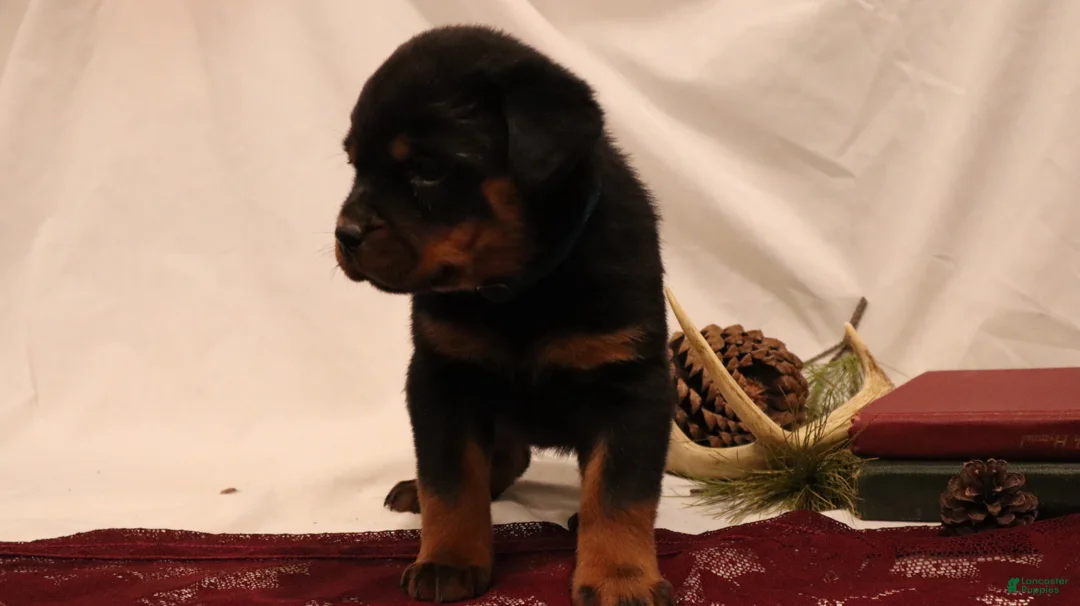 Rottweiler dogs for sale: Aubrey - Ad 4