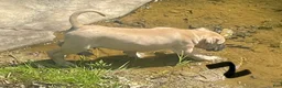 Mixed Breed dogs for sale: Mixed Breed Puppy 1 - Ad 5