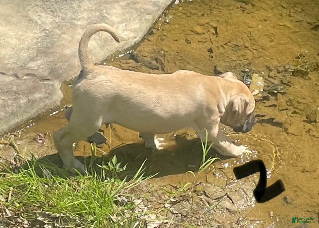 Mixed Breed dogs for sale: Mixed Breed Puppy 1 - Ad 5