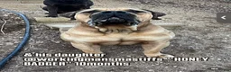 South African Boerboels dogs for sale: Sancho - Ad 6