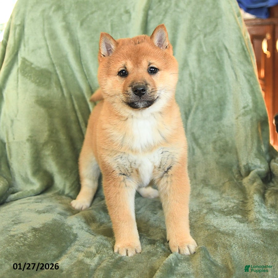 Shiba Inu dogs Chester - Ad 2