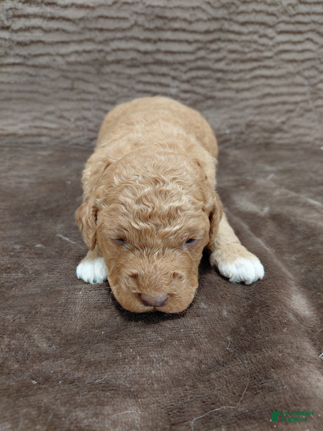 Mini Bernedoodle dogs for sale: Alex - Ad 7