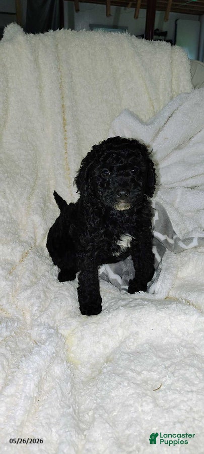 Miniature Poodle dogs Tinker - Ad 2
