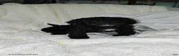 Miniature Poodle dogs for sale: Tinker - Ad 2