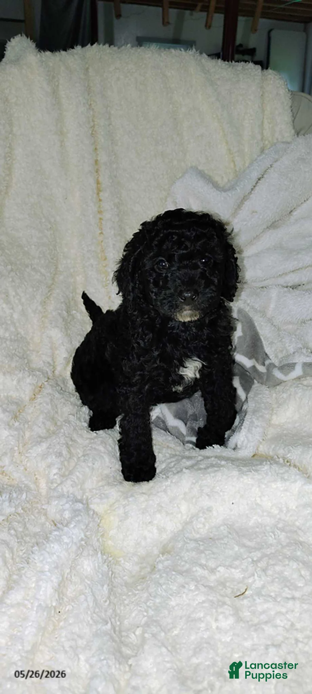 Miniature Poodle dogs for sale: Tinker - Ad 2