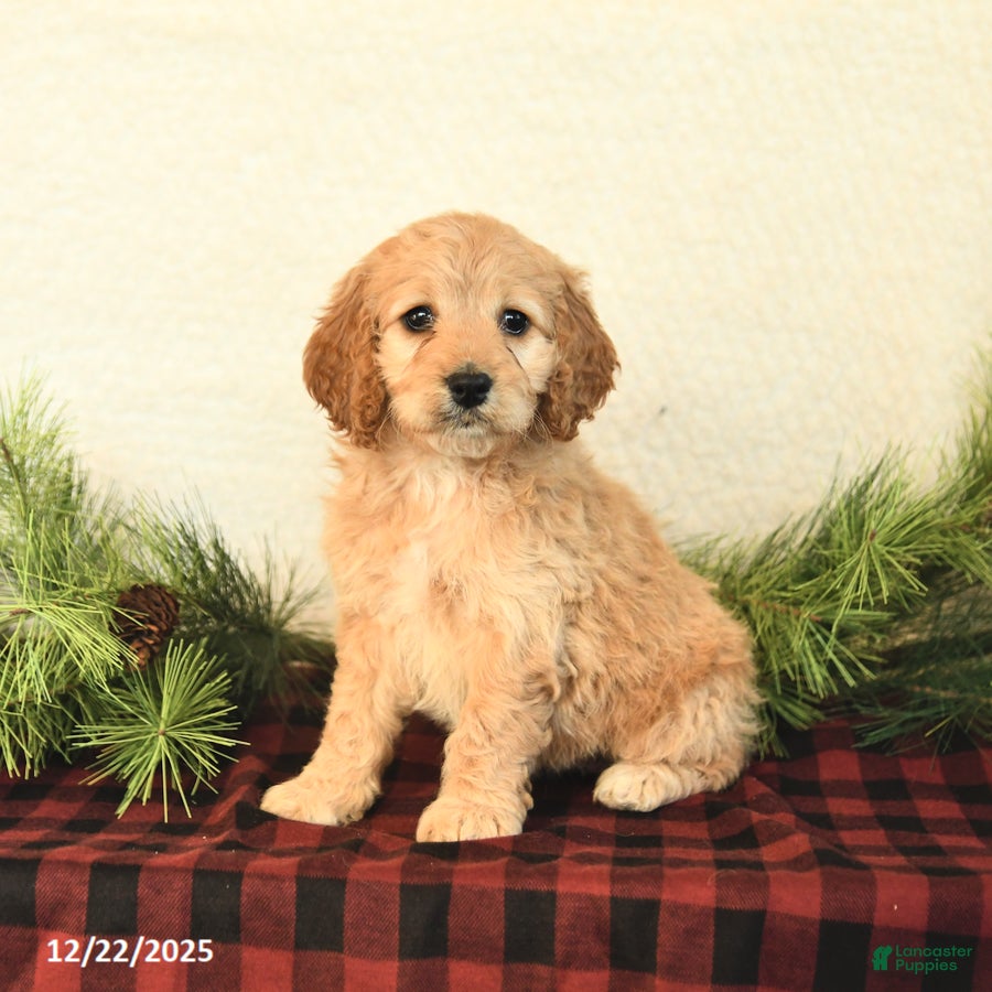 Cockapoo dogs Bailey - Ad 11