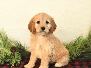 Cockapoo dogs Bailey - Ad 6