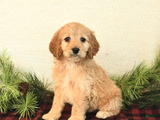 Cockapoo dogs Bailey - Ad 28