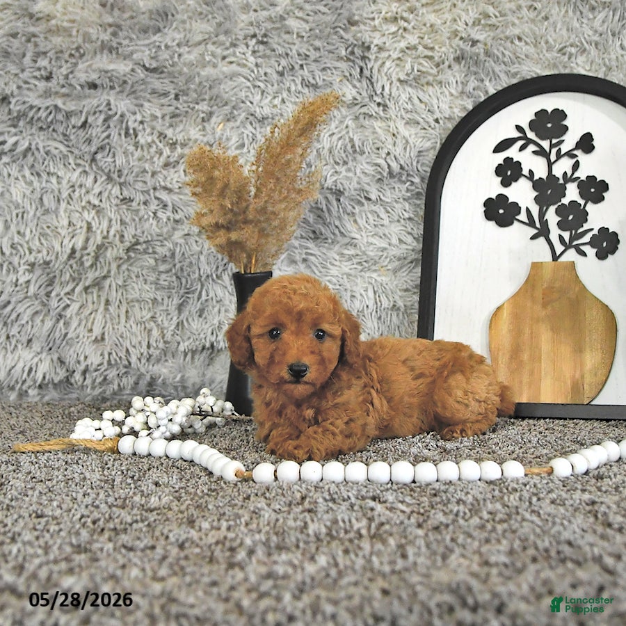 Toy Poodle dogs Jasper - Ad 2