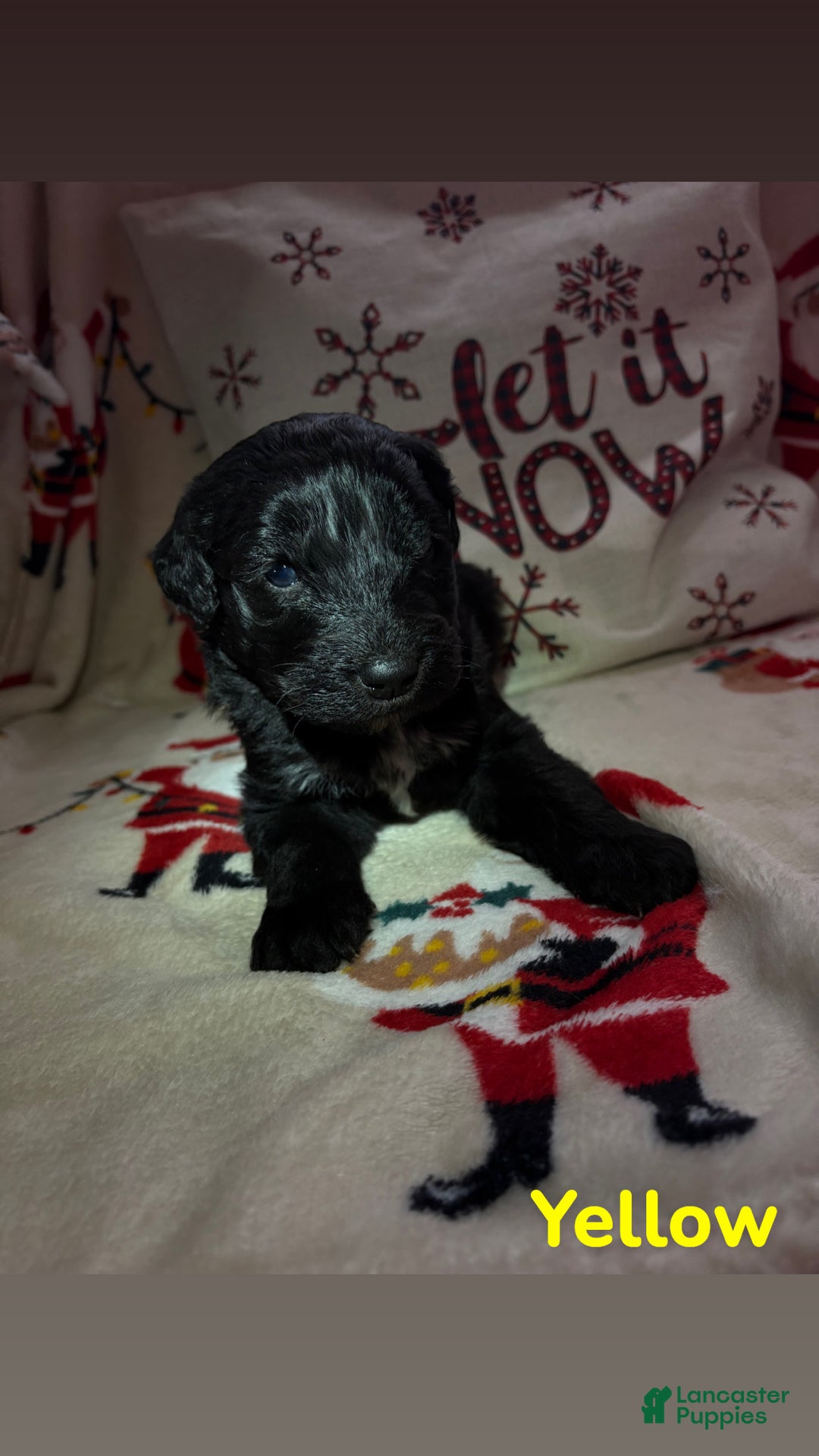 Sheepadoodle dogs for sale: Mabel - Ad 1