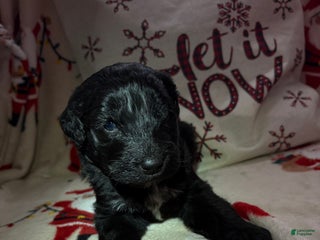 Sheepadoodle dogs Mabel - Ad 33