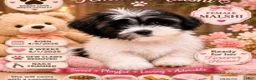 Malshi dogs for sale: Malshi 2 - Ad 4