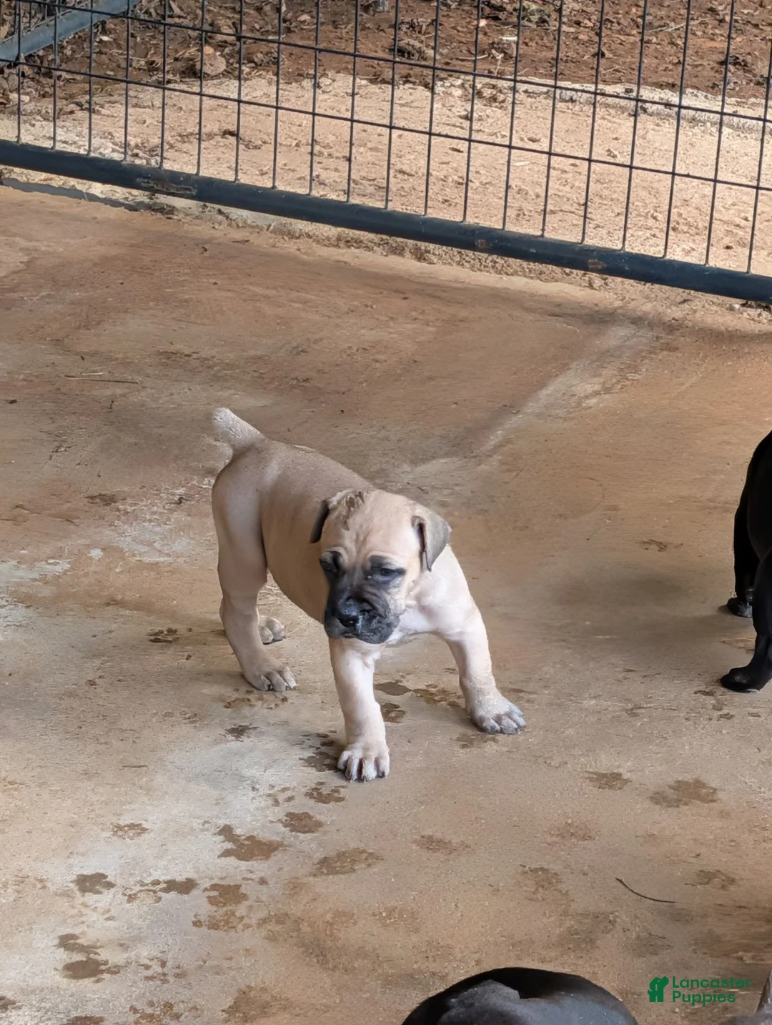 Cane Corso dogs for sale: Cane Corso 6 - Ad 2