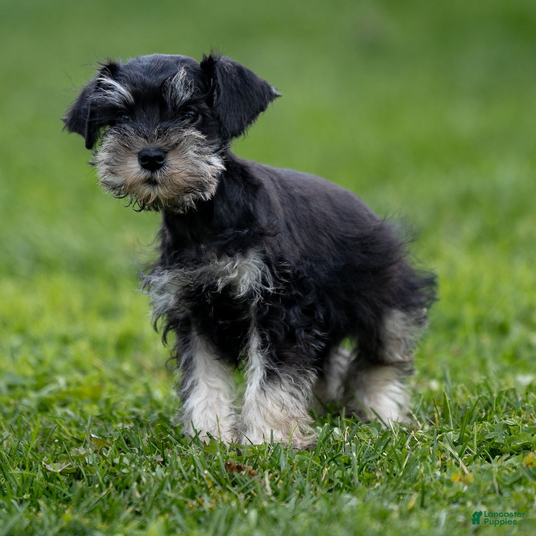 Miniature Schnauzer dogs for sale: Storm - Ad 3