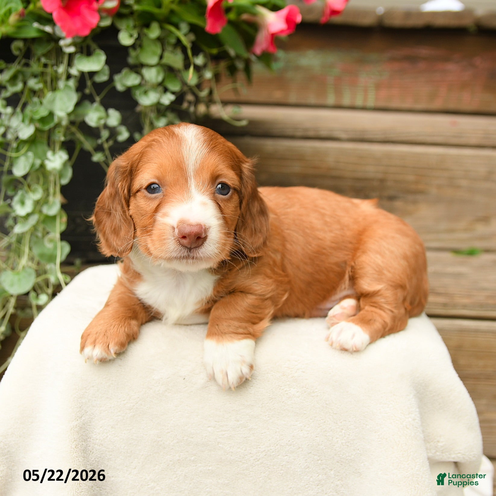 Dachshund dogs Arlo - Ad 2
