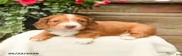 Dachshund dogs for sale: Arlo - Ad 2