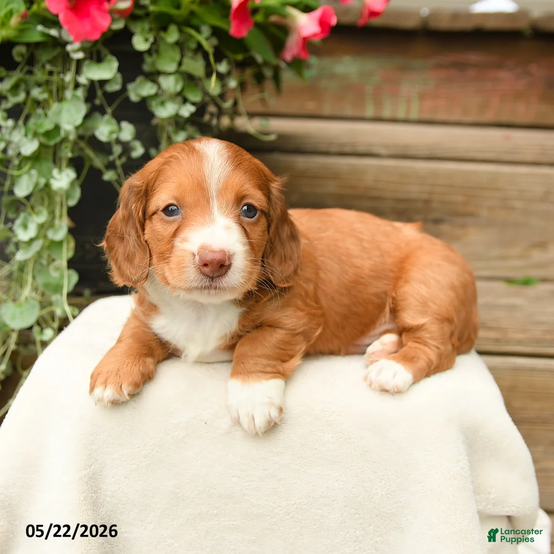 Dachshund dogs for sale: Arlo - Ad 2