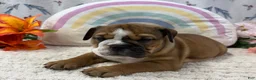 English Bulldog dogs for sale: Zinnia - Ad 4