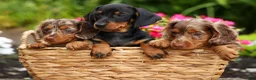 Miniature Dachshund dogs for sale: Iggy🐶  - Ad 18