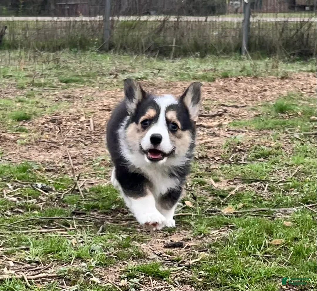 Mixed Breed dogs for sale: Female- docked tail - Ad 1