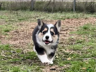 Mixed Breed dogs Female- docked tail - Ad 1