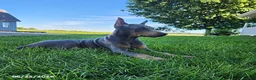 Doberman Pinscher dogs for sale: Gracie - Ad 6