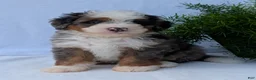 Mini Bernedoodle dogs for sale: Mini Louie  - Ad 16