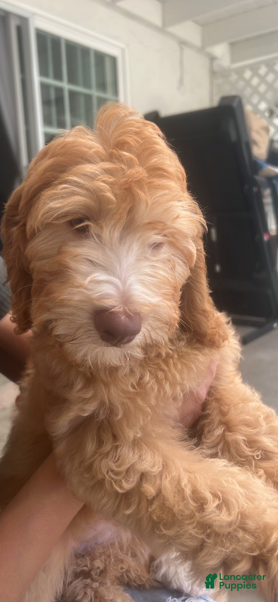 Mixed Breed dogs Mixed Breed 3 - Ad 35