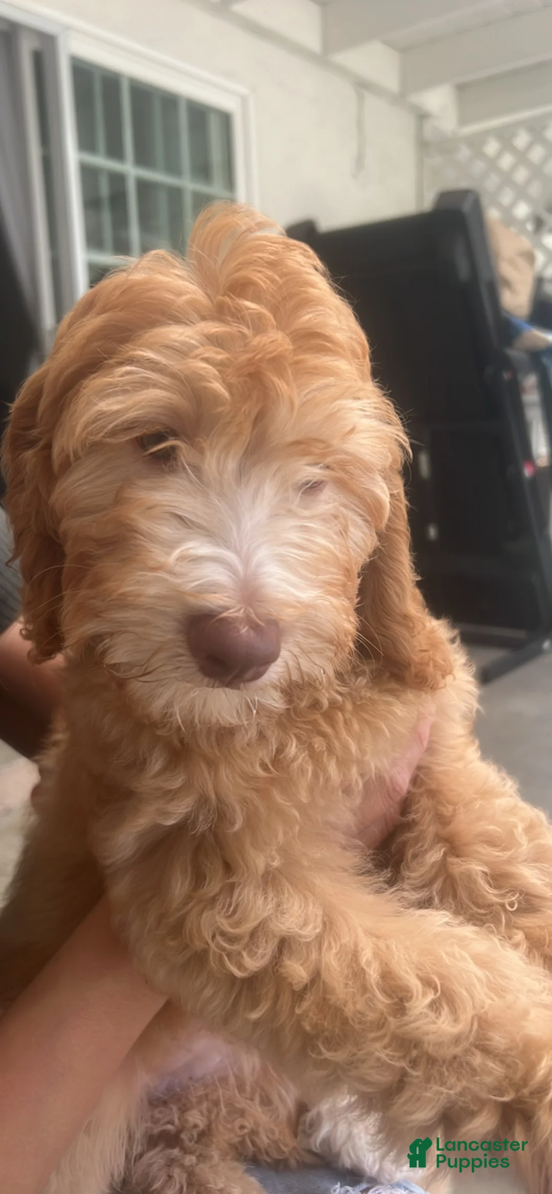 Mixed Breed dogs for sale: Mixed Breed 3 - Ad 1
