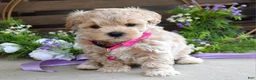 Maltipoo dogs for sale: Lola - Ad 7