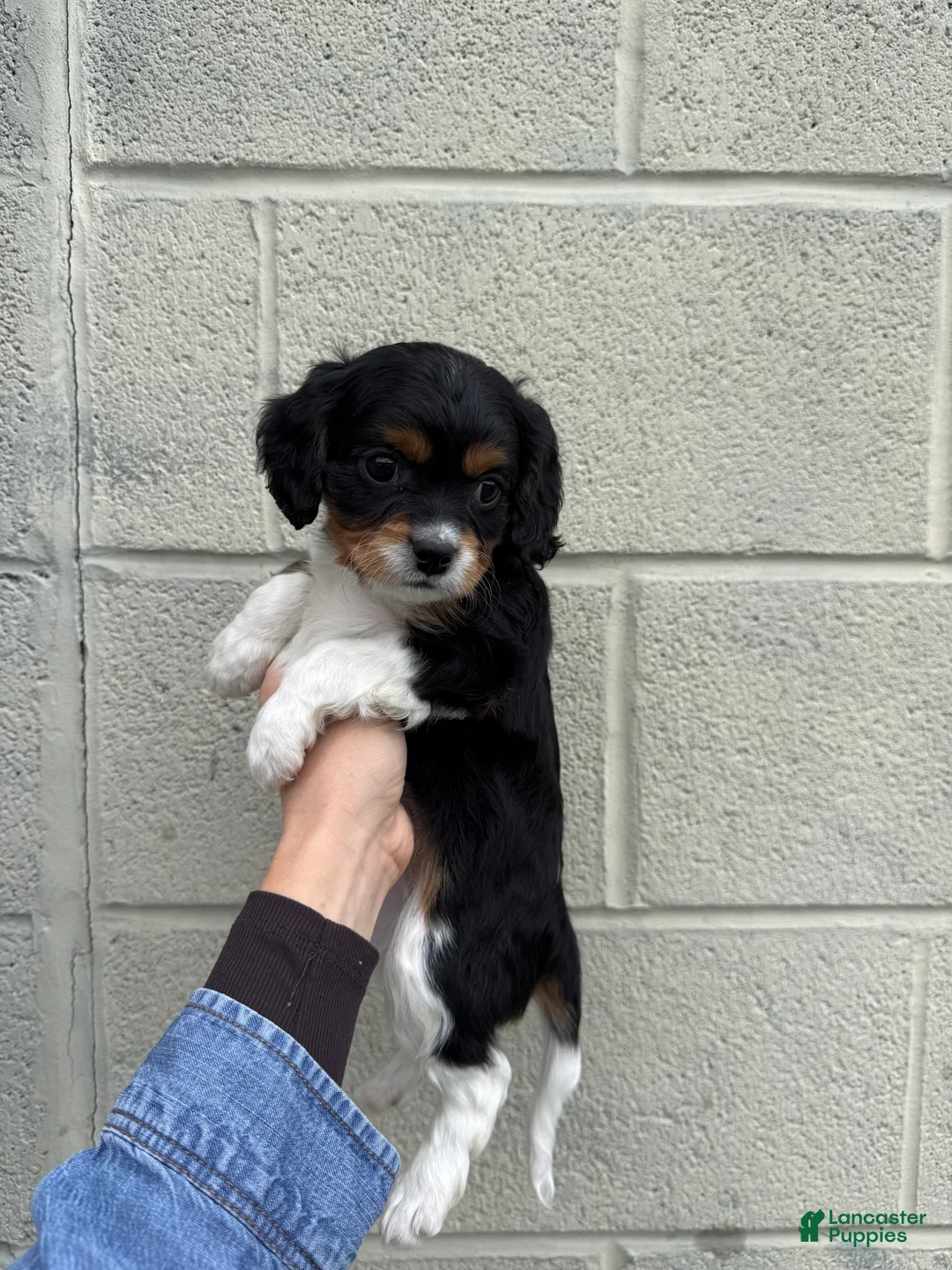 Cavapoo dogs for sale: Cavapoo Puppy 1 - Ad 1