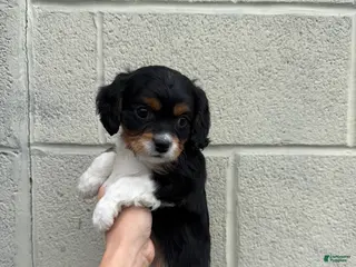 Cavapoo dogs Cavapoo Puppy 1 - Ad 32