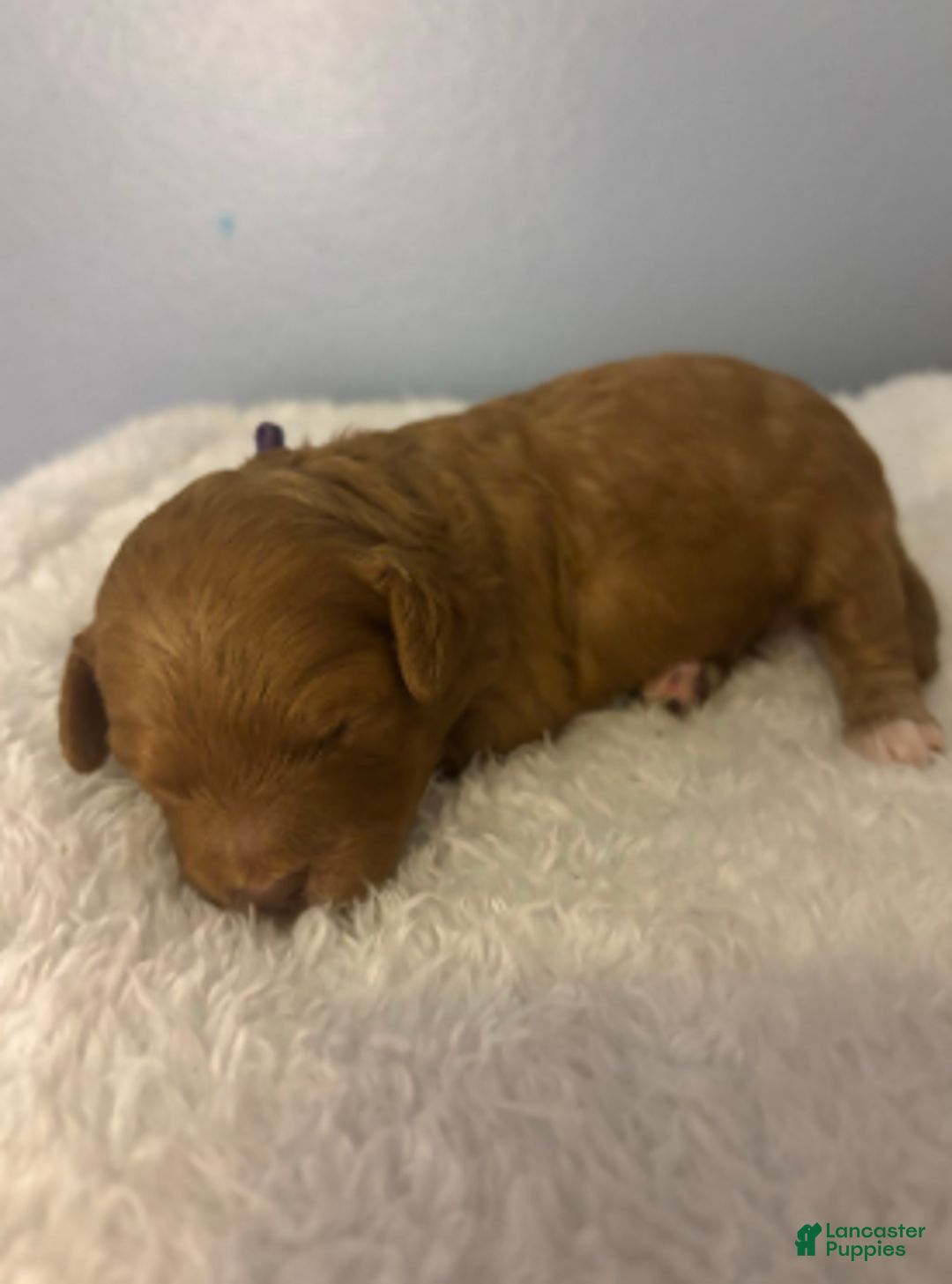 Cavapoo dogs for sale: Feliz - Ad 6