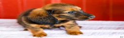 Miniature Dachshund dogs for sale: Bryce - Ad 7