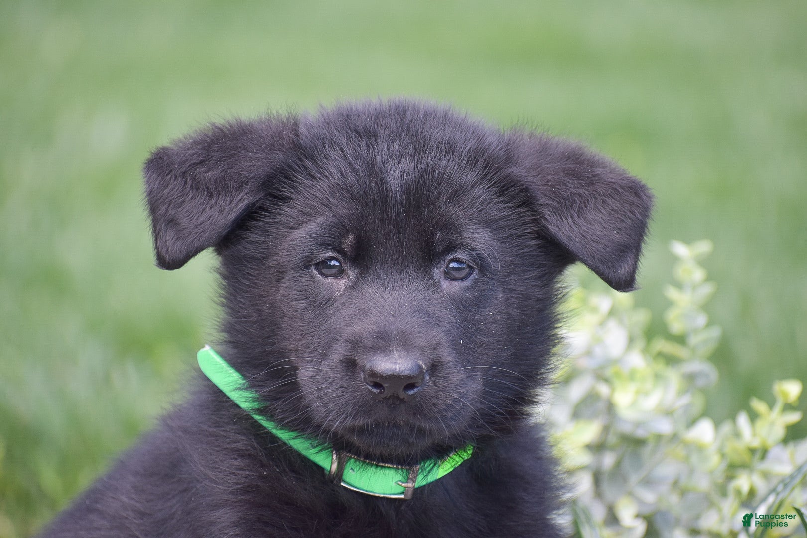 German Shepherd dogs Hudson - Ad 2