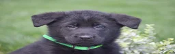 German Shepherd dogs for sale: Hudson - Ad 2