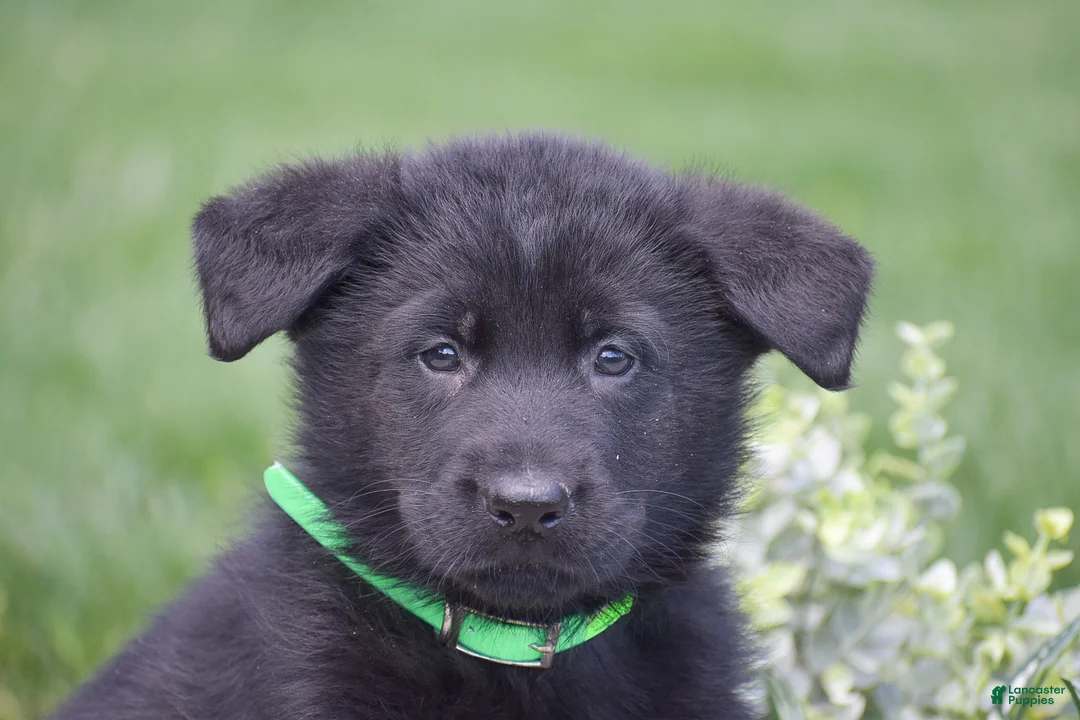 German Shepherd dogs for sale: Hudson - Ad 2