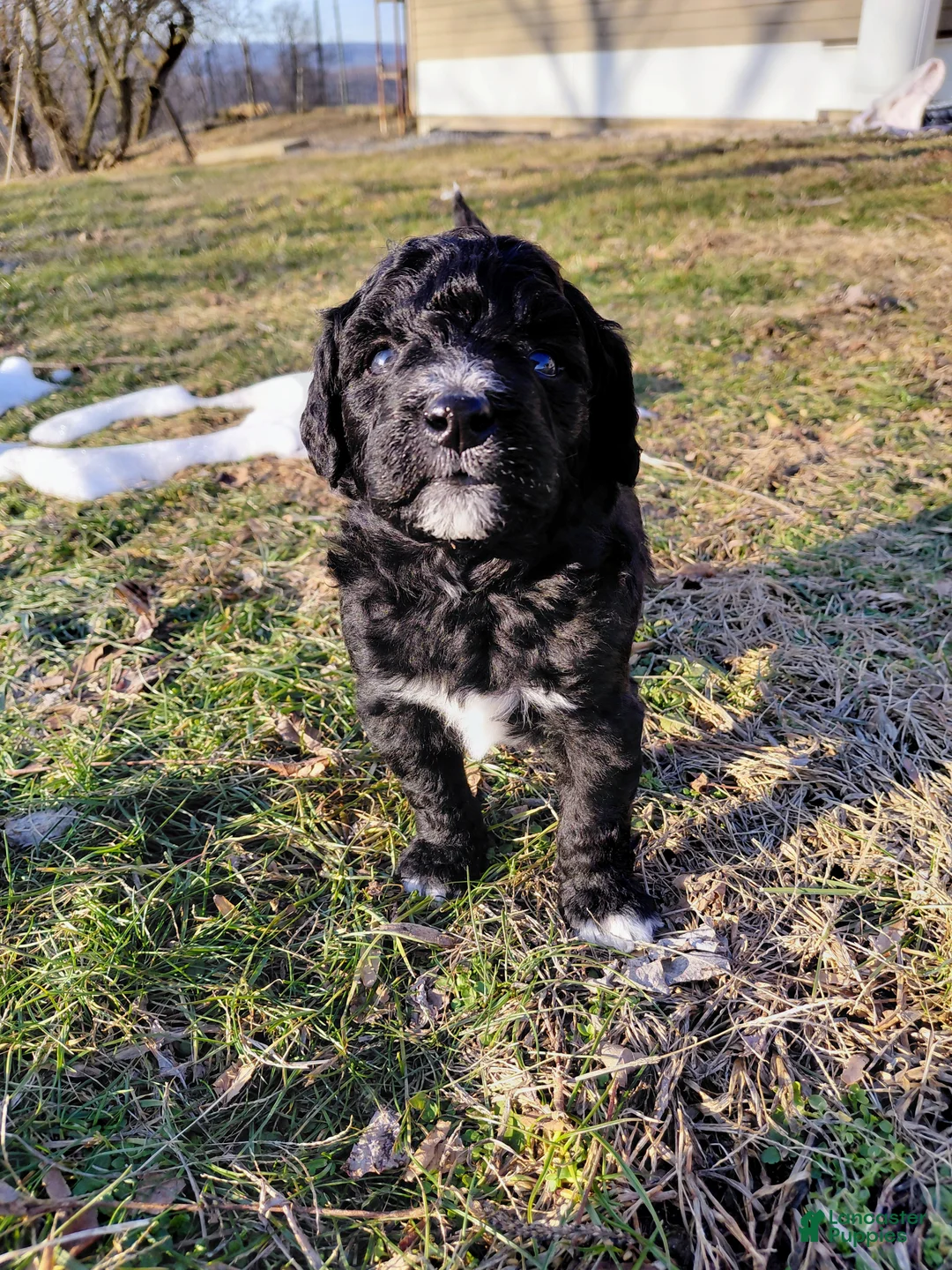 Mini Goldendoodle dogs for sale: Mini Goldendoodle Puppy CHELSEA - Ad 6