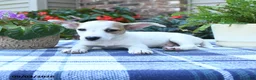 Jack Russell Terrier dogs for sale: Pansy - Ad 4