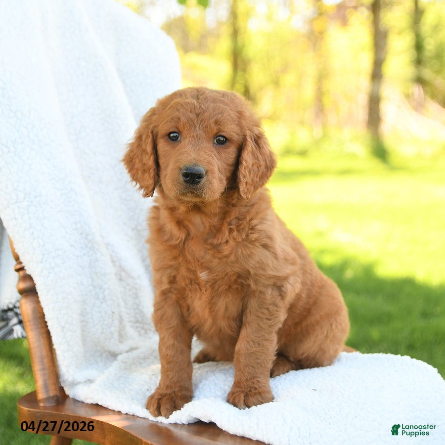 Goldendoodle dogs Cinnamon - Ad 1