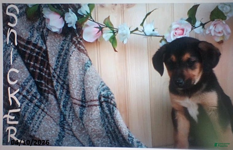 Mixed Breed dogs Snickers - Ad 1