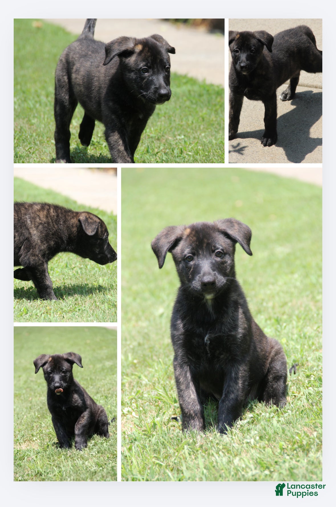 Mixed Breed dogs for sale: Roxy - Ad 4