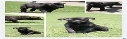 Mixed Breed dogs for sale: Roxy - Ad 1