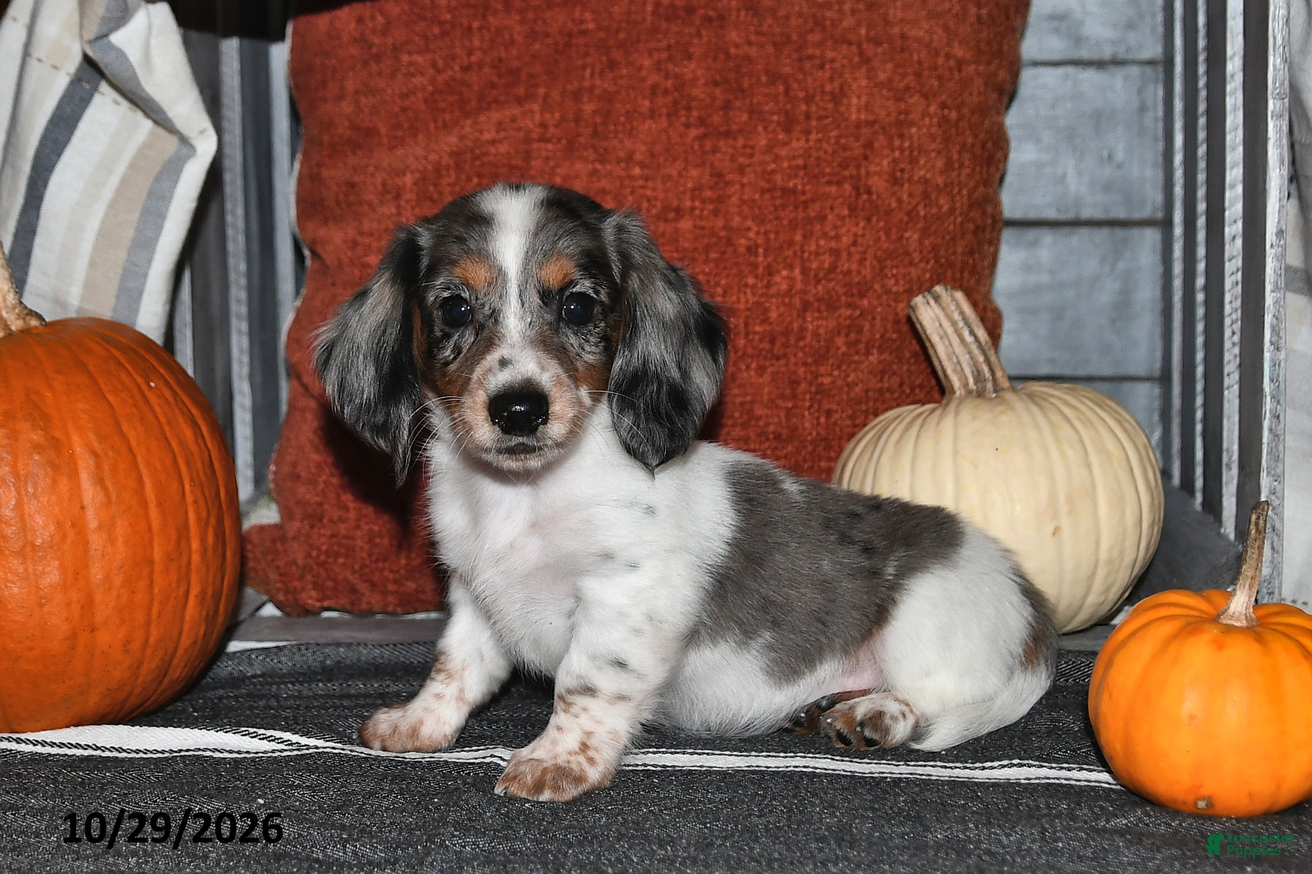 Miniature Dachshund dogs for sale: Walker - Ad 1