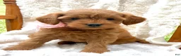 Mini Goldendoodle dogs for sale: Honey - Ad 1