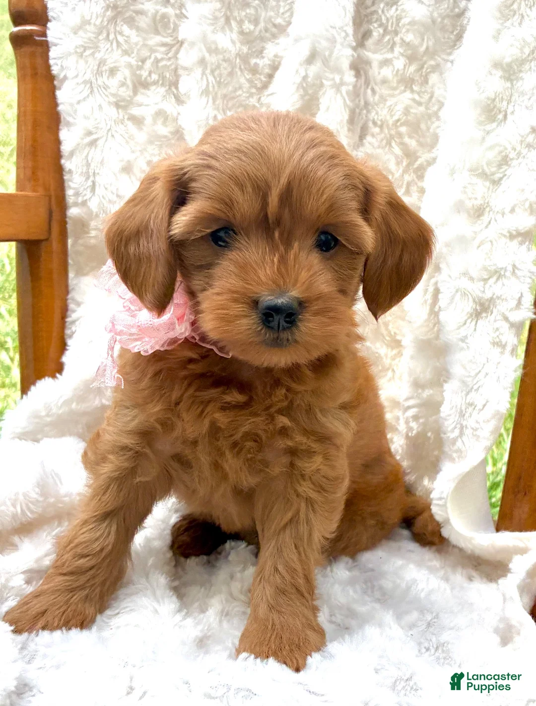 Mini Goldendoodle dogs for sale: Honey - Ad 1